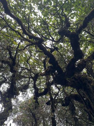 🇲🇾Explore the Highlands: Cameron Adventure