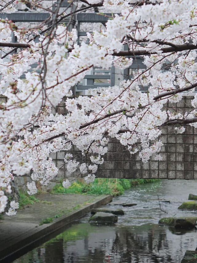 Shukugawara Nigaryo Waterway Cherry Blossom | Trip.com Kawasaki City