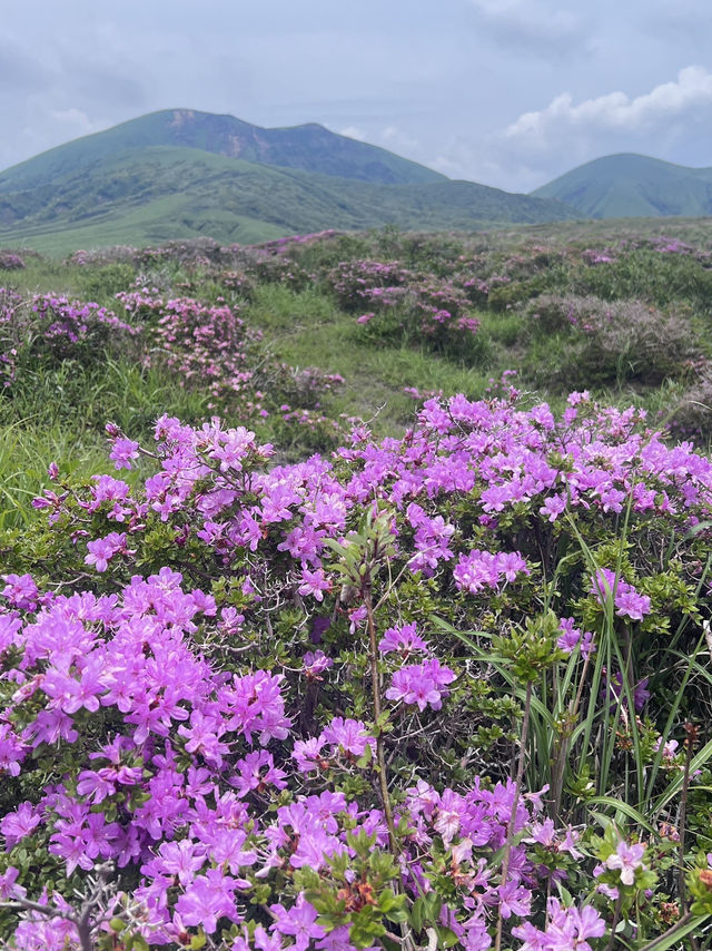 阿蘇火山 季節限定杜鵑花