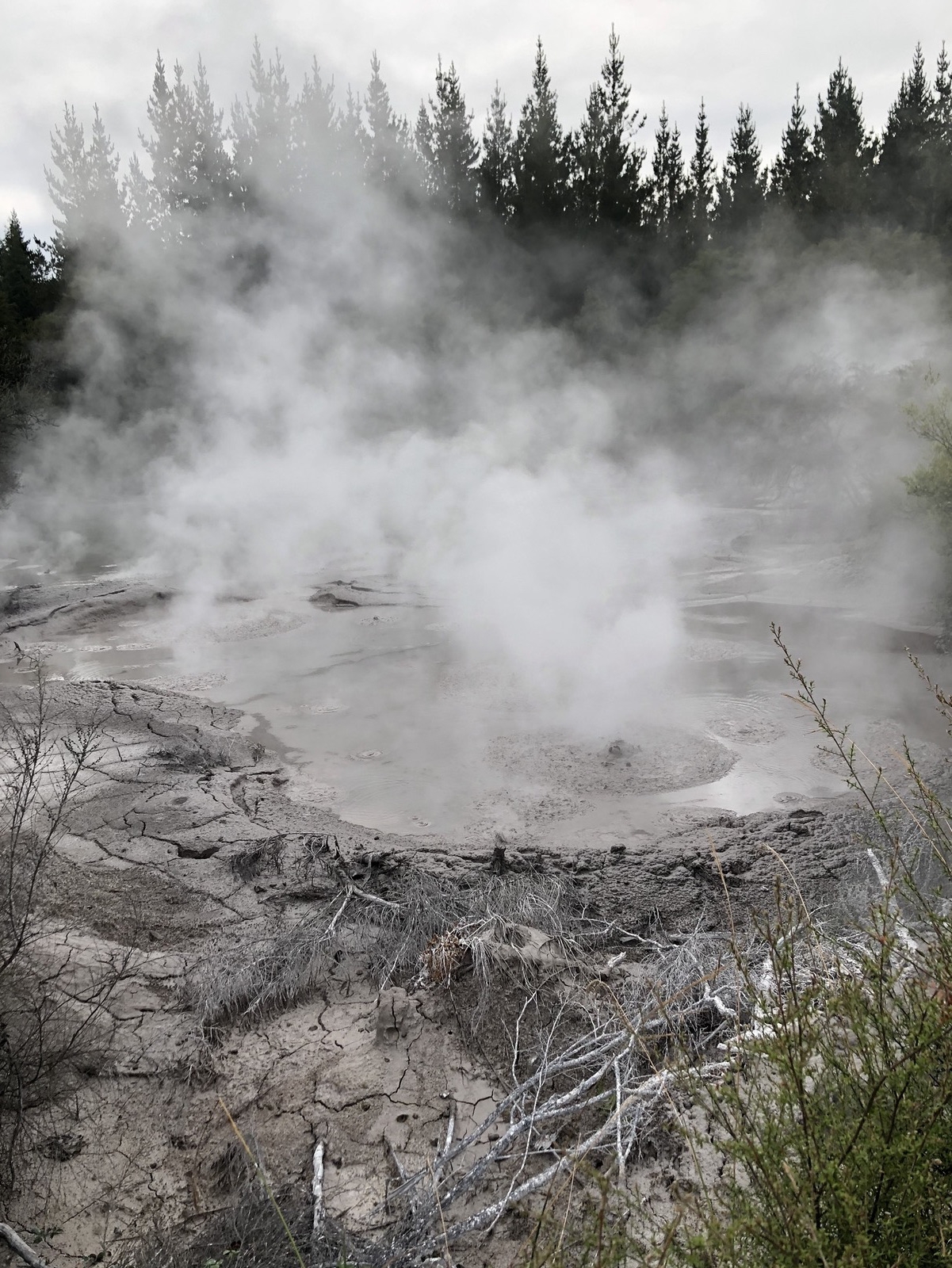 [New Zealand North Island Road Trip] Days 10–11: Stepping Into a Geothermal Wonderland! Rotorua Geysers, Mud Pools, and Redwood Forest Adventures.