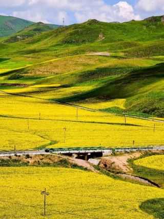 🌼 Red Mountain Pass Viewpoint | Summer Wildflowers in Gannan