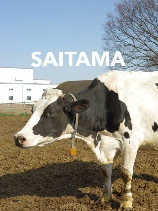 運気アップの神社へ⛩️✨ 帰りは牧場で牛さんに癒やされる休日🐮