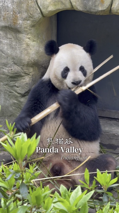 Giant Pandas Hunting in China 🐼 Less Crowd, More Pandas