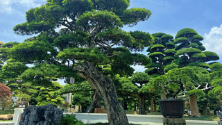 Chencun Flower World: Tempat Pelarian Impianku akan Bunga Sepanjang Musim di Foshan
