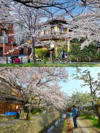 🌸哲學之道：京都山麓的春日漫步🌸