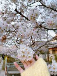 🌸哲學之道：京都山麓的春日漫步🌸