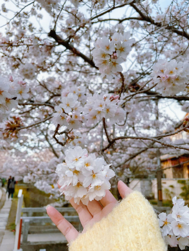🌸哲學之道：京都山麓的春日漫步🌸