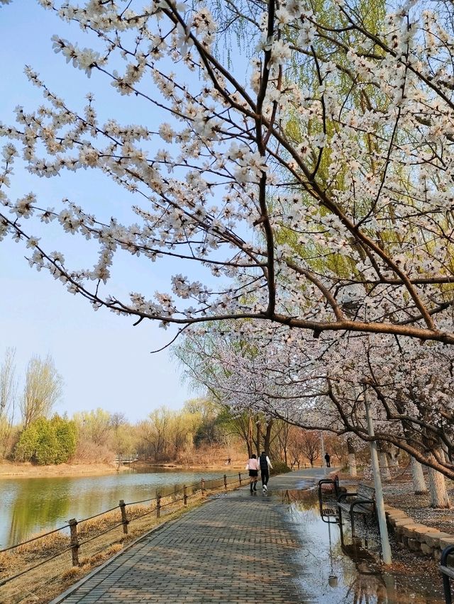 Afternoon Walk in Beijing