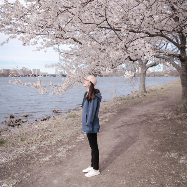 Cherry Blossoms in Boston @ Charles River Esplanade