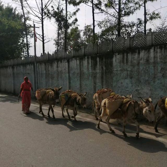 Walking in Udaipur