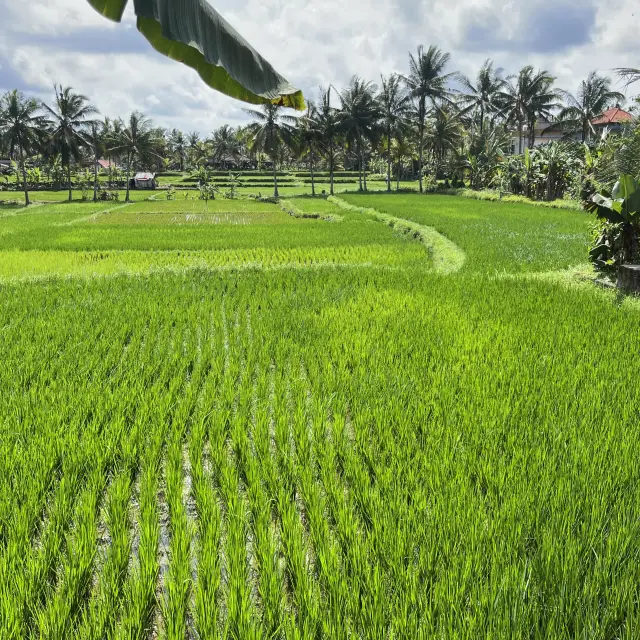 🌾 Experience Tranquility at Ubud Rice Terraces! 🌄✨