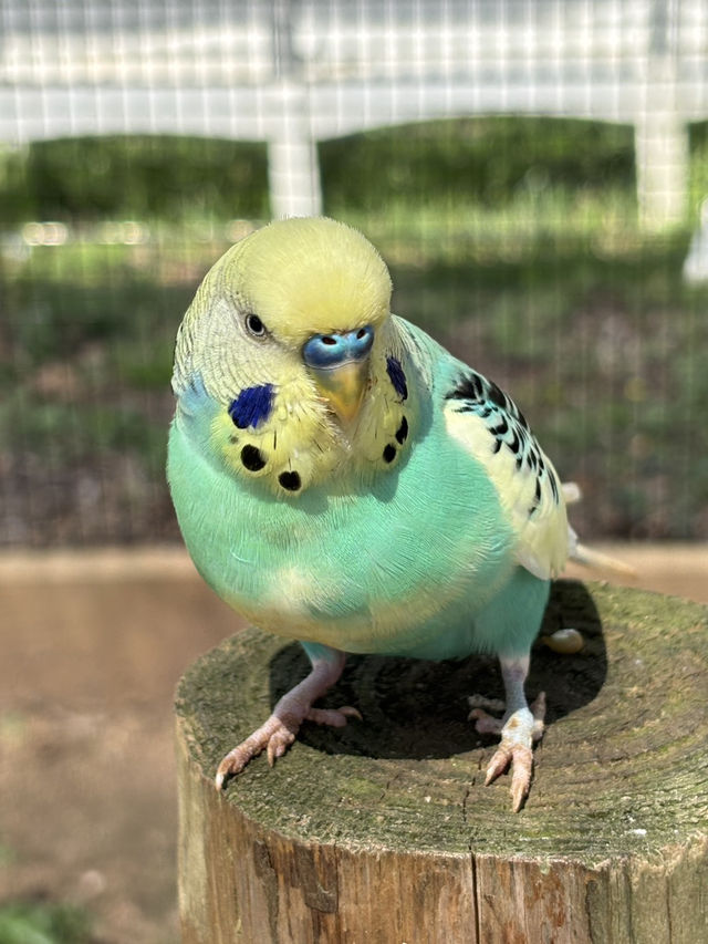 亞特蘭大附近野生動物園