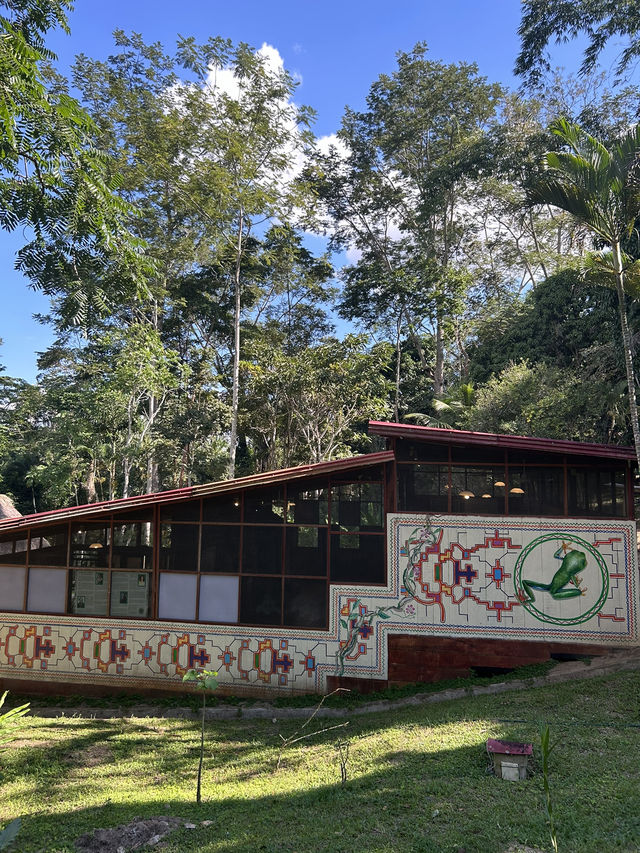 🪷世界初のアヤワスカ博物館へ🇵🇪ペルー【タラポト】