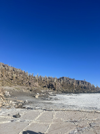 イスラヤ　パウシスピノーサとフラビスピナ イスラヤ パウシスピノーサとフラビスピナ サボテン