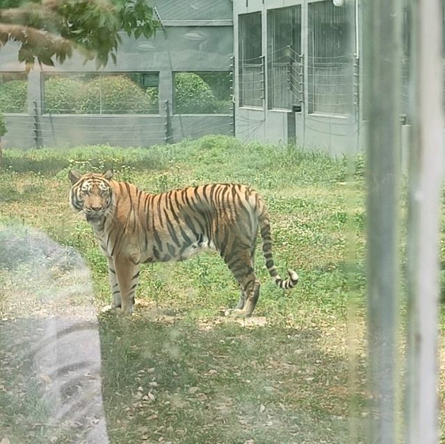 Visiting Huai'an Zoo