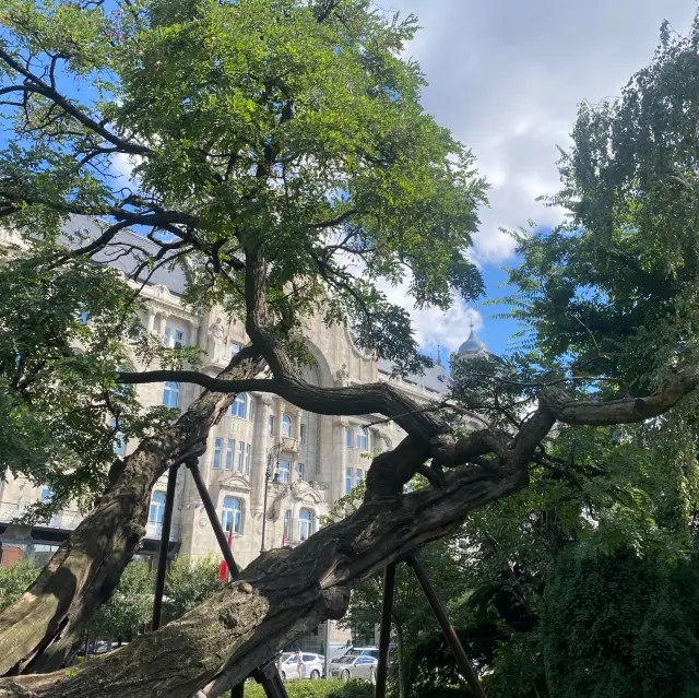 🇭🇺 The Oldest Tree in Budapest🌳
