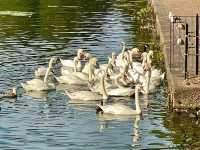 Roath Park Cardiff 🇬🇧