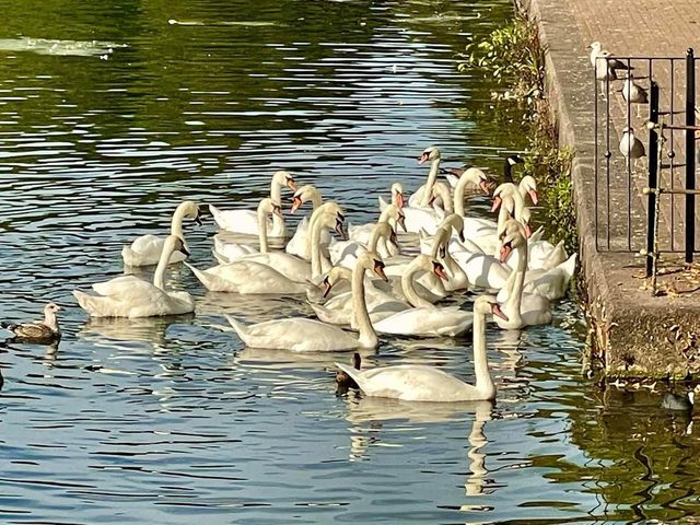 Roath Park Cardiff 🇬🇧