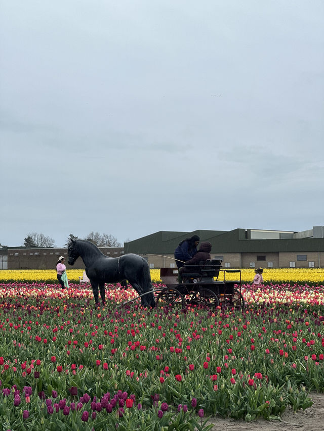 More Closer Experience with Tulips & Daffodil