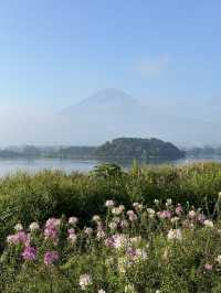 【東京富士山之旅，大石公園日出旅遊記！花海和富士山！】