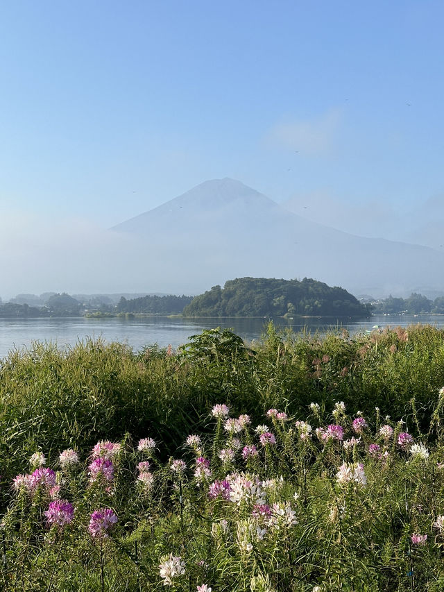 【東京富士山之旅，大石公園日出旅遊記！花海和富士山！】