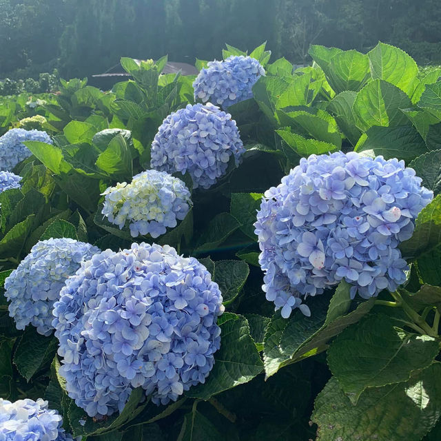ทุ่งไฮเดรนเยีย โครงการหลวงขุนแปะ