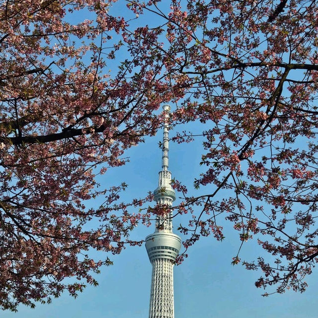Mt Fuji covered with Sakura