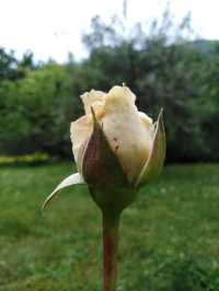 Flowers of Val Pellice (Turin)