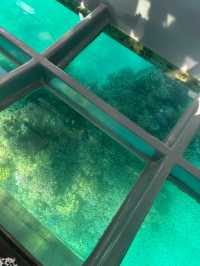 Spotting coral 