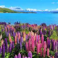 North Island