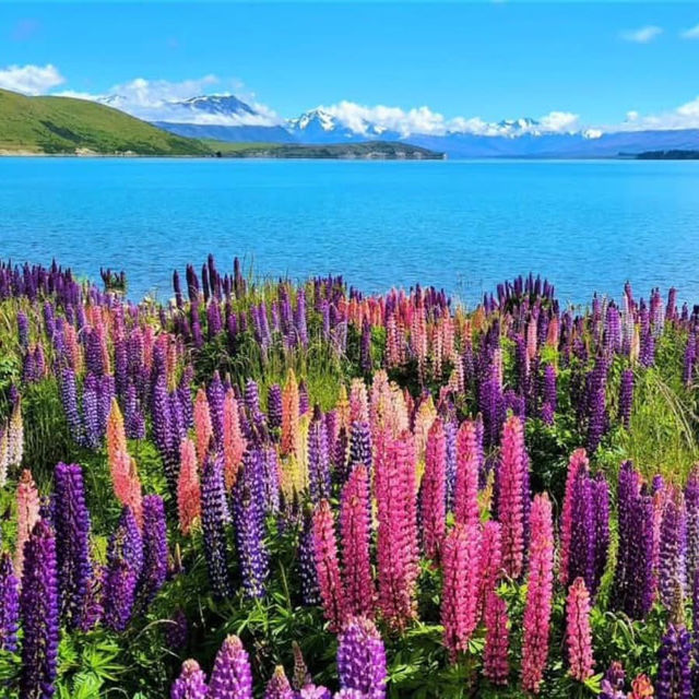 North Island