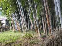 The Best 3 Days in Kyoto