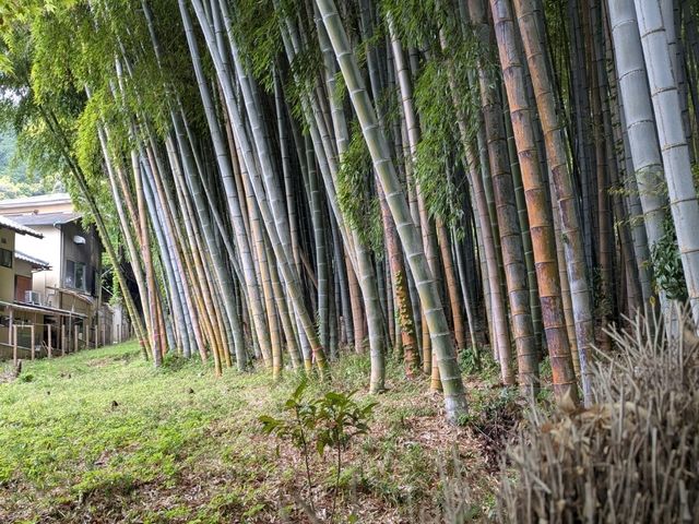 The Best 3 Days in Kyoto