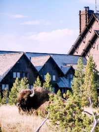 🏕️ Where to Stay in Yellowstone & Grand Teton National Parks 🛏️🌲