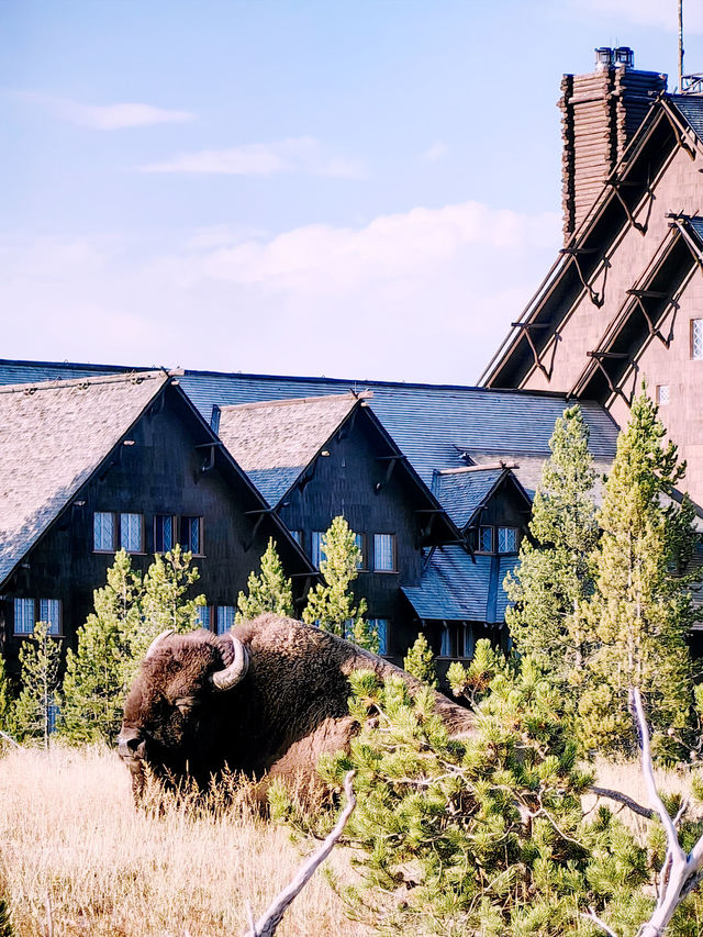 🏕️ Where to Stay in Yellowstone & Grand Teton National Parks 🛏️🌲