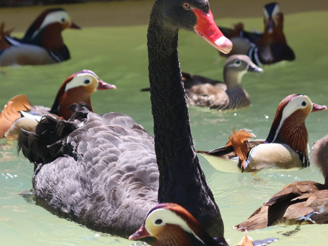 【掛川花鳥園】鳥と戯れたいならここ！
