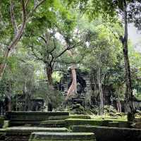 Самостоятельно в поисках сокровищ Ангкора.