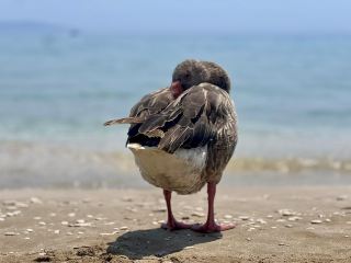 Trapezaki Beach 🏖️ Kefalonia Greece 🇬🇷 