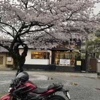 在京都🇯🇵嵐山坐小火車看雨櫻是什麼感覺？