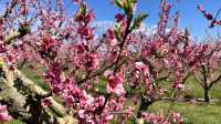 Stroll through Aitona, the flower town of Lleida province in Spain.