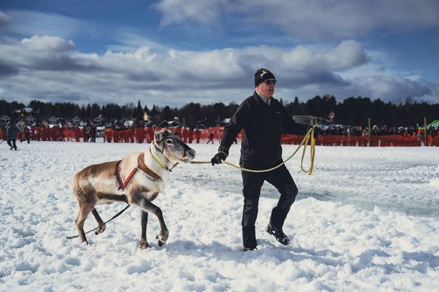 Reindeer appear, not just at Christmas.
