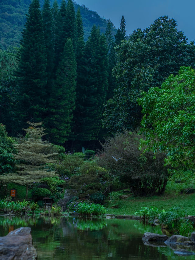 人生建議，下雨天一定要去深圳這座寶藏的森林公園，太出片啦！