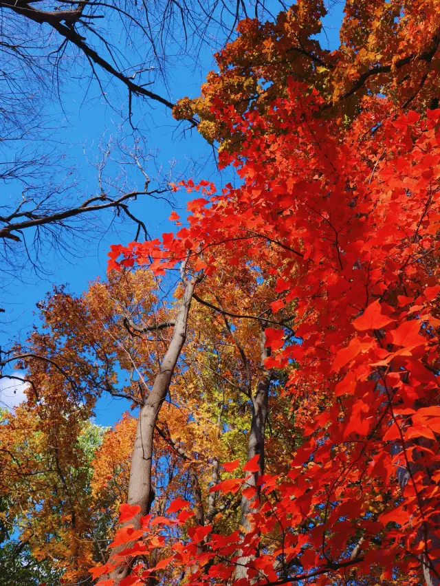 Every tree is autumn-colored, every mountain only has the setting sun