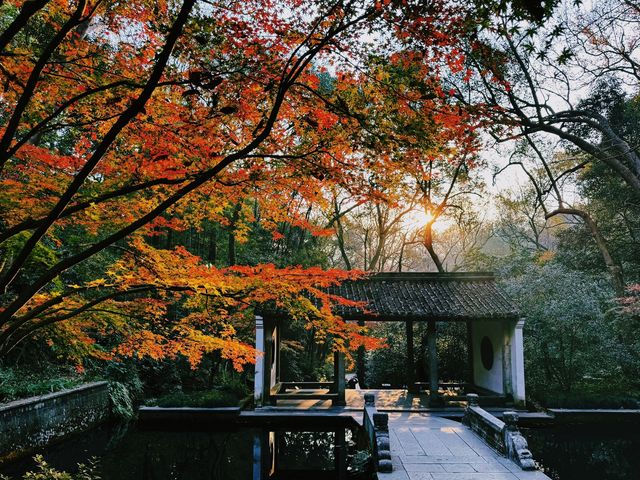 西湖賞秋，虎跑公園，園林之趣