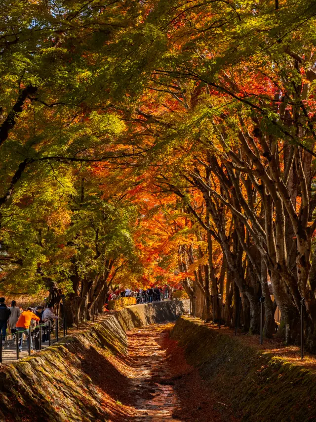 I specifically flew to Japan for the maple corridor under Mount Fuji