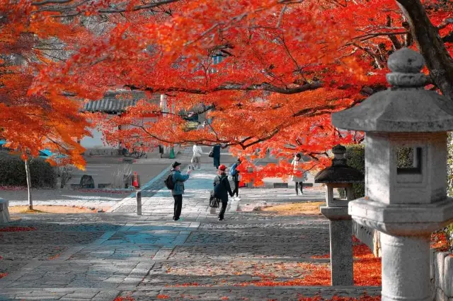 能在這紅葉的季節來到期待已久的勝尾寺