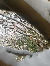 江蘇無錫宜興竹海—歲末聽雪落，浮世有清歡