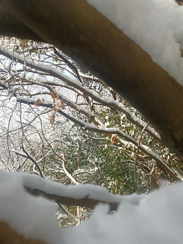江蘇無錫宜興竹海—歲末聽雪落，浮世有清歡