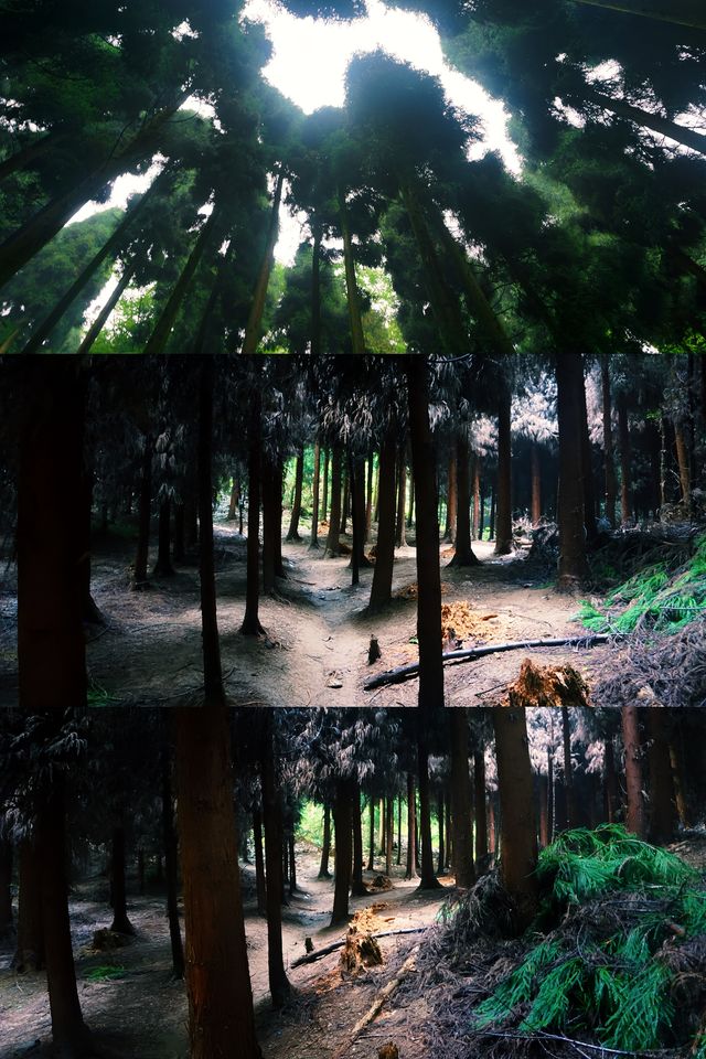 徒步 |漫步天鹅林場，氧氣中探秘迷霧森林