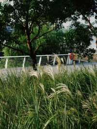 前灘休閒公園的遊玩攻略